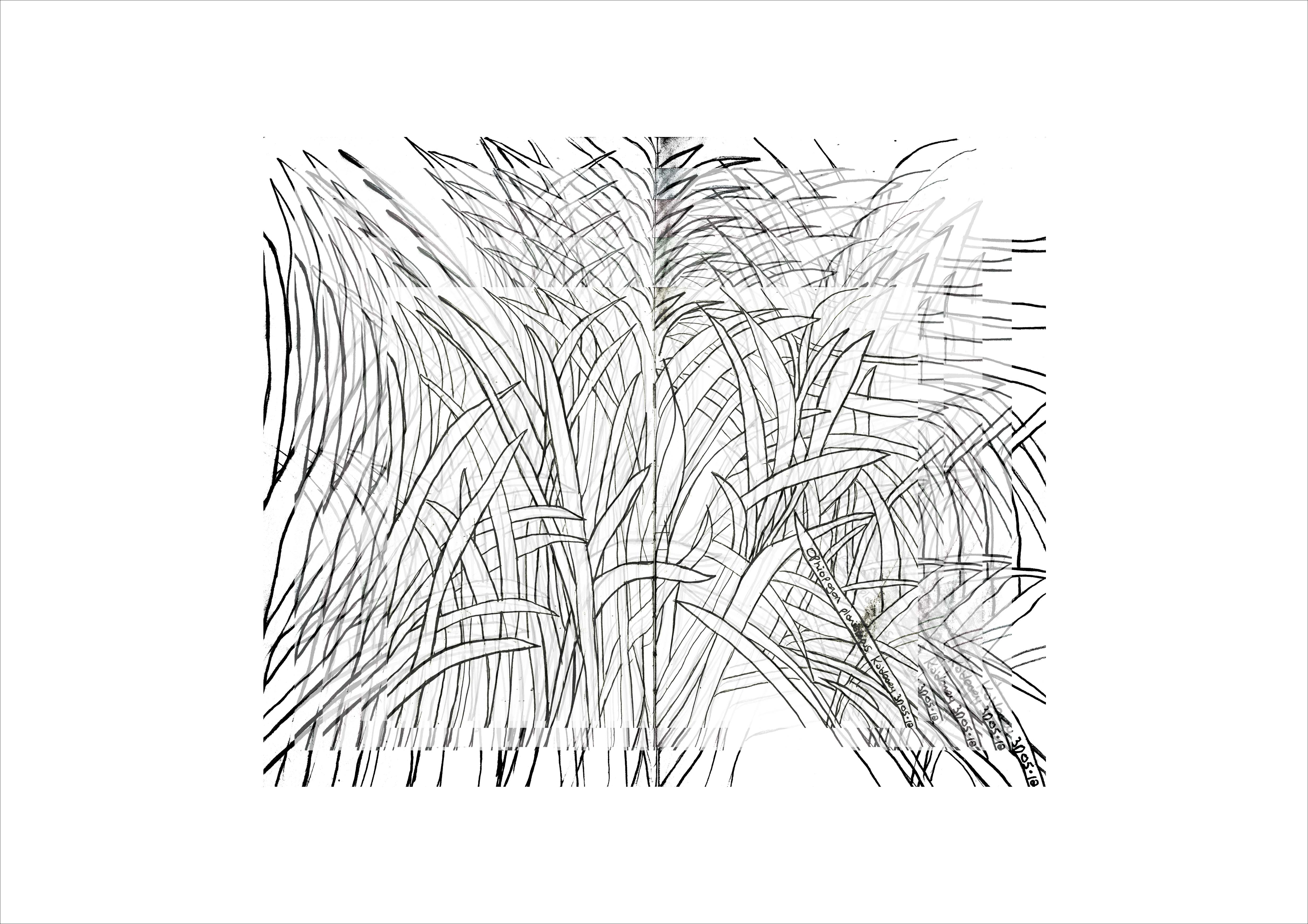 BlackMondoGrass-OphiopogenPlaniscapusIIKOLeary2012