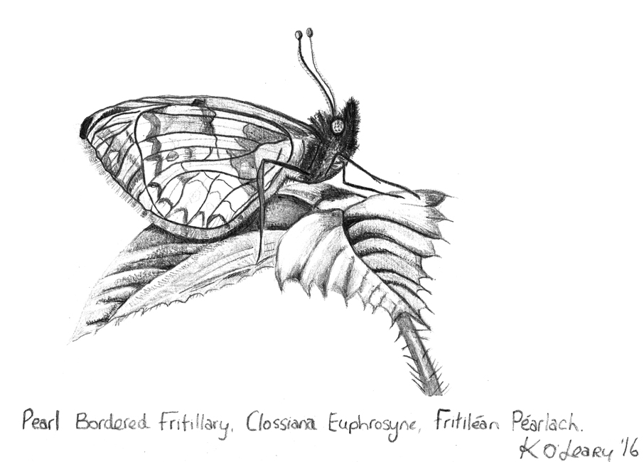 A detailed black and white drawing of Butterfly Pearl Bordered, Fritillary Clossiana Euphrosyne, Féileacán by KOLeary
2016 ©