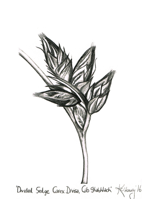 A segment black and white drawing of 'Divided Sedge', Carex Divisa, Cib Ghabhlach.' 
K O'Leary. 
2016 
©