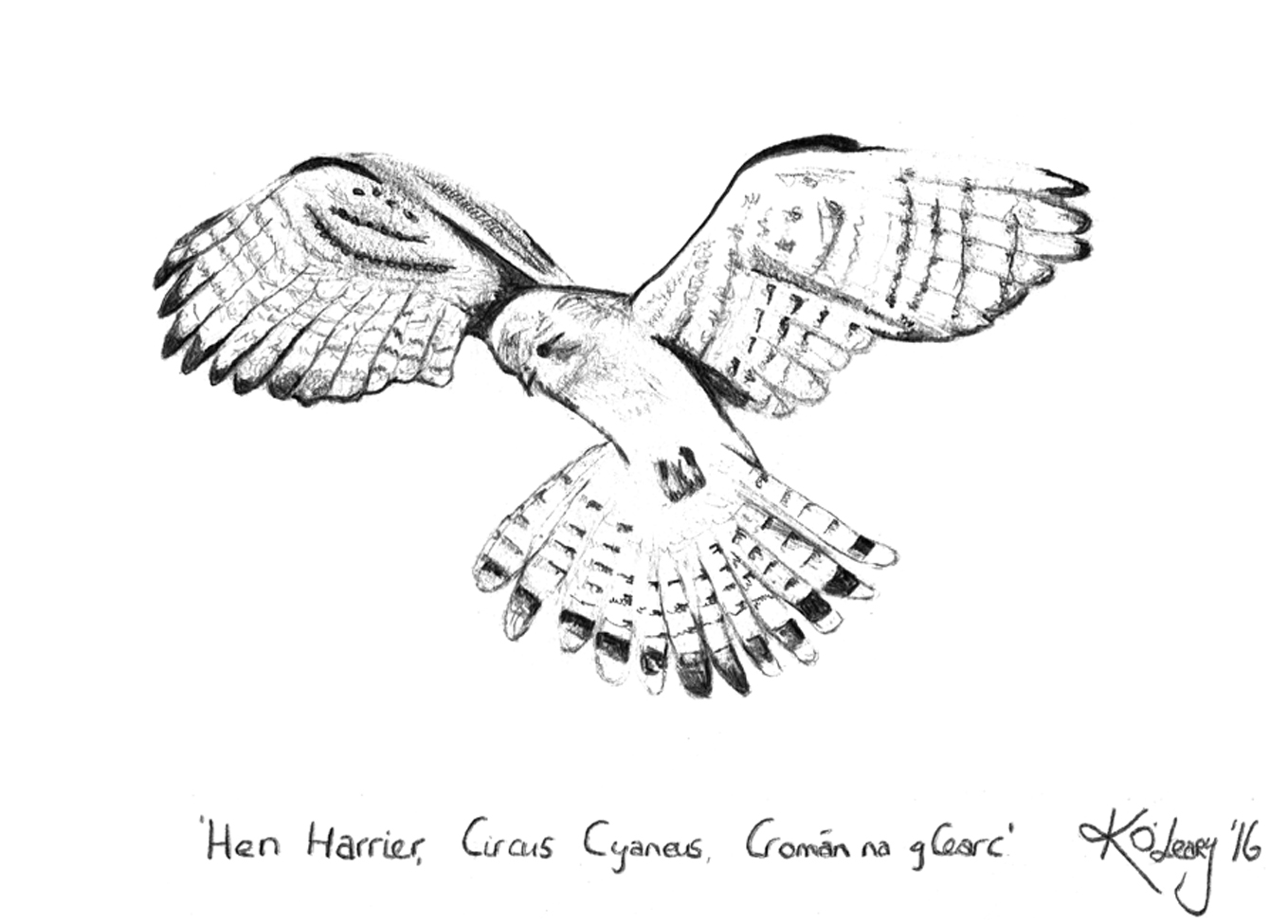 A black and white hand drawing of a Hen Harrier in flight, Circus Cyaneus, Cromán na gCearc 
Graphite
K O'Leary 2016 ©