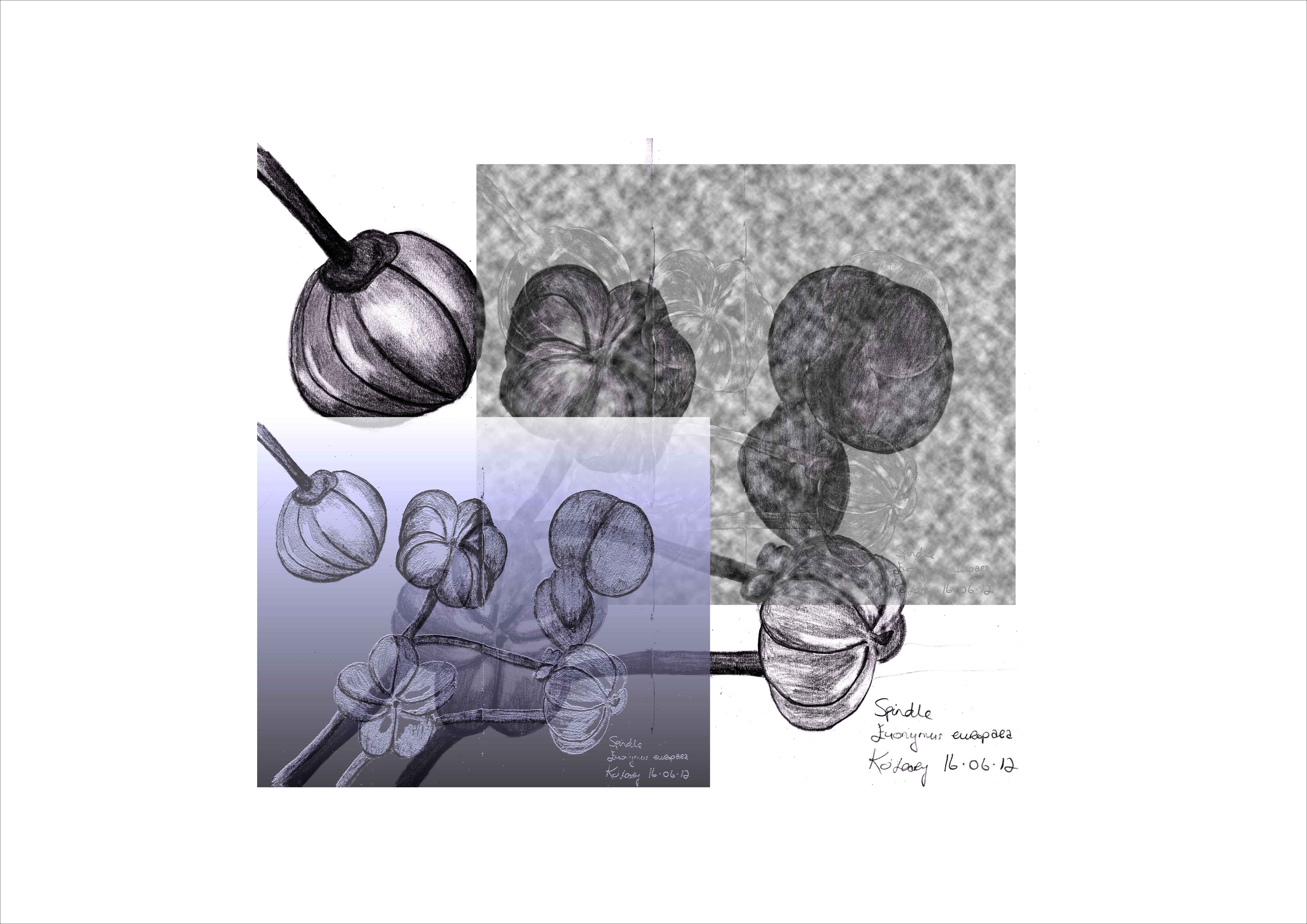 Title; Spindle: Euonymus EuropaeaII  Digital layers created and with hand drawing of the Spindle (a favourite species of the artist) in black, purple and grayscale. 
KOLeary 2012 ©